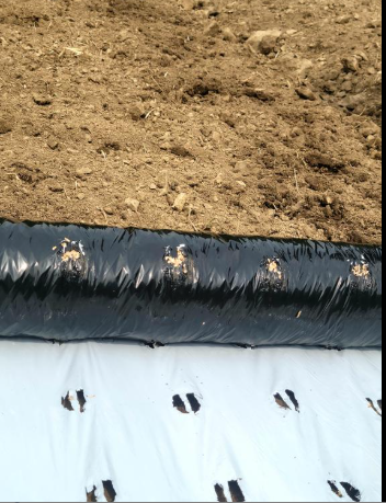 더덕유공비닐 파는곳